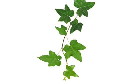 leaf ivy